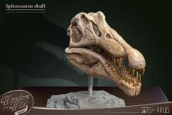 Spinosaurus Head Skull 7 Spinosaurus Head Skull -Doll Toy Store spinosaurus head skull gallery 6425f80ca5694