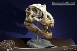 T-Rex Head Skull -Doll Toy Store t rex head skull gallery 6425efbb37e61